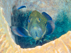 Cephalopholis argus