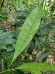 Osmanthus matsumuranus