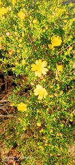 Hibbertia hypericoides