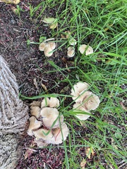 Candolleomyces