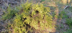 Hibbertia hypericoides