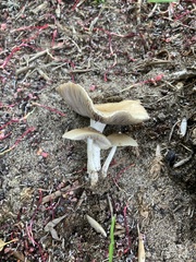 Candolleomyces