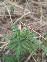 Ambrosia artemisiifolia