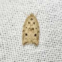 Garrha atoecha
