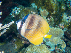 Chaetodon kleinii