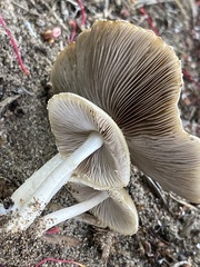 Candolleomyces