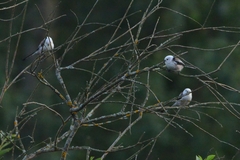 Aegithalos caudatus