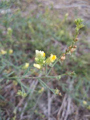 Linaria genistifolia