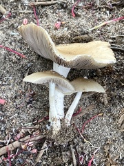 Candolleomyces