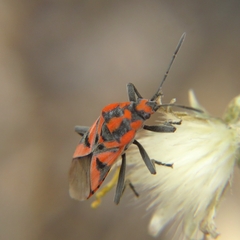 Spilostethus furcula