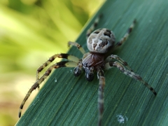 Larinioides cornutus