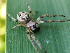 Larinioides cornutus