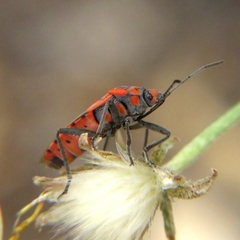 Spilostethus furcula