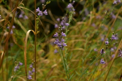 Linaria repens