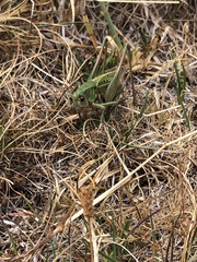 Decticus verrucivorus