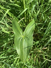 Sagittaria sagittifolia