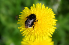 Bombus soroeensis