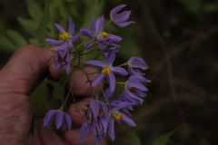 Solanum seaforthianum