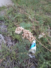 Achillea setacea