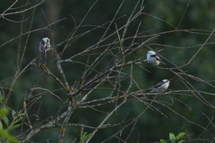 Aegithalos caudatus