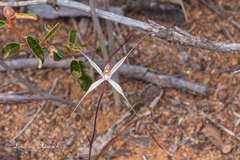 Caladenia microchila