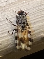 Pseudotephritis vau