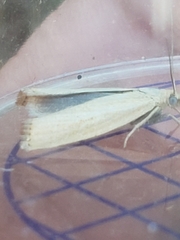 Agriphila straminella