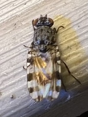 Pseudotephritis vau