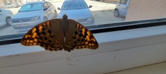 Argynnis pandora