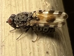 Pseudotephritis vau