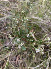 Zieria laxiflora