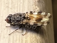 Pseudotephritis vau