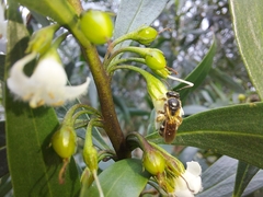 Parasphecodes