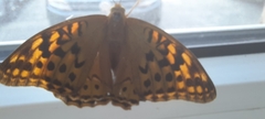 Argynnis pandora