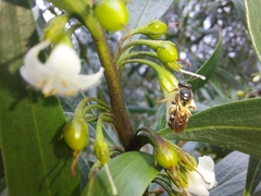 Parasphecodes