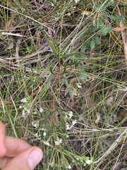 Zieria laxiflora
