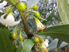 Parasphecodes
