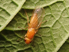 Psila fimetaria
