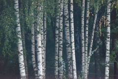 Betula pendula