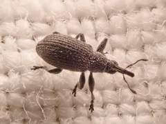 Apioninae