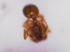 Monomorium andrei