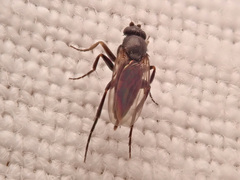 Phoridae
