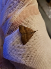 Hypena proboscidalis