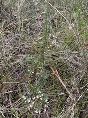 Zieria laxiflora