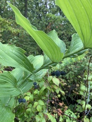 Polygonatum biflorum