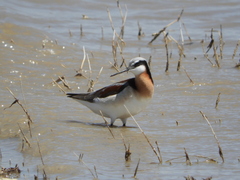 Phalaropus tricolor