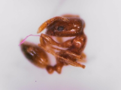Monomorium andrei