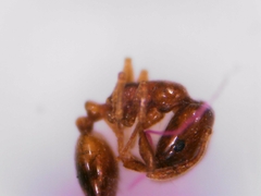 Monomorium andrei
