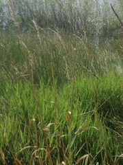 Phalaris arundinacea