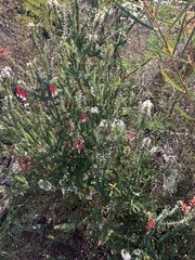 Epacris longiflora